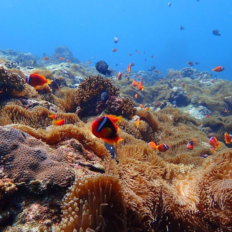 Green Island Ocean Rhythem Dive B&B 綠島海韻民宿 Ngoại thất bức ảnh